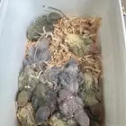 فروخ روز غر