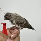 ياسمين غر فريقي