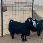 ماعز العدد 2