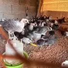 دجاج فيومي العمر 5 شهور