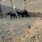 تيوس عوارض فل شحم ولحم