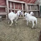 رخال للبيع