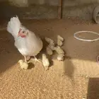 دجاج اورنج تركي معه صوص