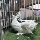 للبيع جوز منتج رقصي
