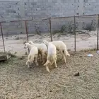 طليان للبيع ف بلقرن