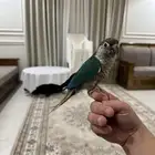 كنيور اليف عمره سنة ثلاثة شهور