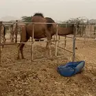 لقحه حمراء دم