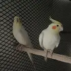 كروان لاتينو