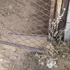 شبك