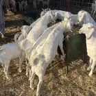 تيوس جنوبه بيض