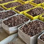 تمر ناشف علف مواشي