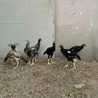 فروخ شامو ياباني