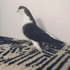 انثاء شراء زي