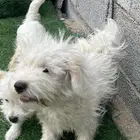 للبيع كلب مالتينز