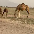 خلفه ساحليه طيبة وسعر مناسب ( تم البيع )