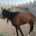 فرس شعبيه