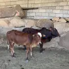 حسلان للبيع بلدي