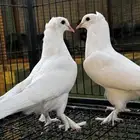 للبيع حمام تركي قلاب