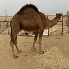 قعود مشروع ادهم