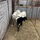 3 رخال طيب وسعر طيب الي يبي جمله ولا تفريد