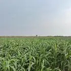 قصب اخضر حزم ممتاز