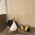 للبيع بطه مفرخه مسكوفي