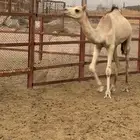 بكره