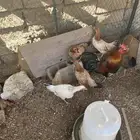 دجاج بلدي موقع وادي بن هشبل