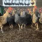 صوص فيومي شبابي دم صافي