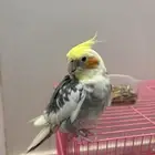 بسم الله الرحمن الرحيم اعرض لكم طير كروان يجي مع قفصه