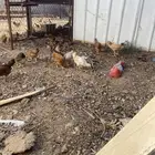 فروخ للبيع عمارها شهر وعليها بلدي شي كفو