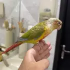 كنيور اناناس اليف ((عرض لمده 3 ايام))