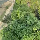 شتلات مشموم (ريحان)