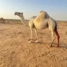 ناقه للبيع