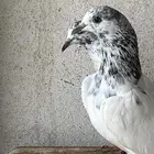 السلام عليكم اعرض لكم زوج بتيرا طبه باقي عليه ريشه مطير شرط