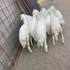 رخال