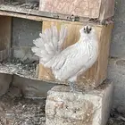 دجاج بوم لون جميل ونادر اعمار شبب