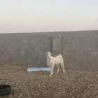 تيس ابيض  للبيع