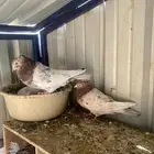 حمام. قطيفي. اتراك وعراقي جميع اللوان وكوره قطيفي