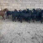 معزا صنف