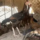 جوز سنود نوادر الدجاجه فولي اسود والديك احمر من امهات نوادر