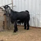 عنز عارضية حاصب