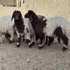 رخال نعيم