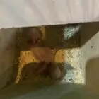 فروخ روز ب 100 الحقوو