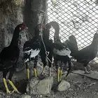دجاج بكستاني العدد 3ذكور