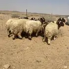 بهم نعيم جذعان جبره