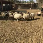 شياه نعيم صنف للبيع