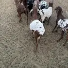 طليان برابر انتاج الديرة