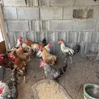 ديكه بلدي