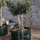 زيتون ونخل عربي وواشنطني مراكن وارضي